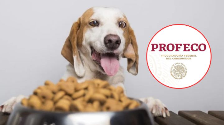 Estas son las croquetas de perro que seguro compras, pero son de las PEORES, según PROFECO