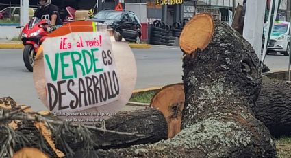 No somos 24, somos miles: Xalapeños responden a Cuitláhuac por tala de árboles