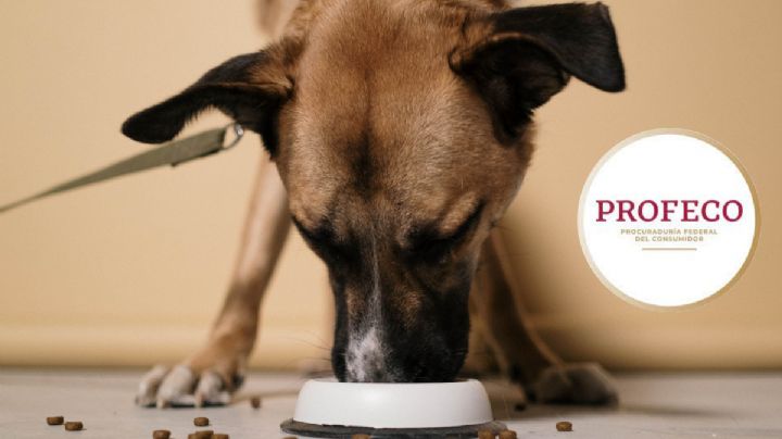 Las croquetas a las que les haces el "fuchi" son las más BARATAS y de calidad