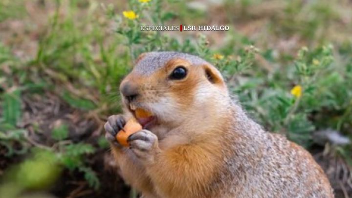 Las Tuzas: de patrimonio natural de Pachuca a la extinción