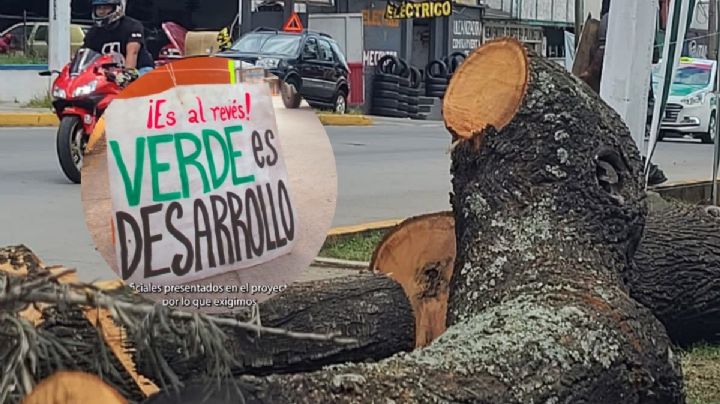 No somos 24, somos miles: Xalapeños responden a Cuitláhuac por tala de árboles