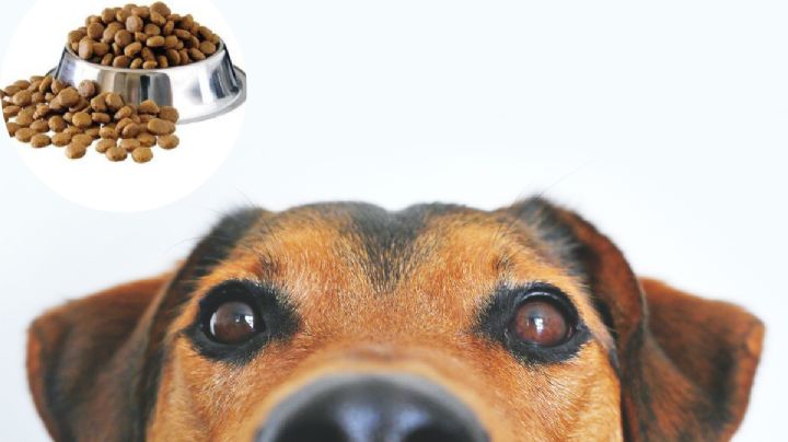 Estas son las croquetas para perro de BUENA calidad y están en descuento