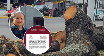 Diputada federal de Morena va contra Cuitláhuac por tala de árboles en Xalapa