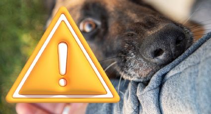 Cuidado con el perro: Alerta Hidalgo sobre mordeduras de animales; esto debes hacer