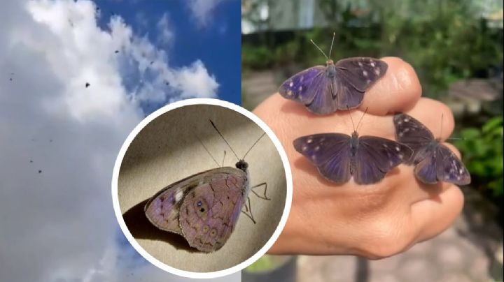 Mariposas 'eunica monima' inundan Xalapa: Aquí 4 datos que no sabías de ellas