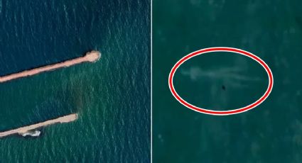 VIDEO: ¿Qué sabe el supuesto "monstruo marino" captado en Tamaulipas?