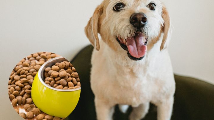 Estas son las croquetas para perro que pronto podrían DESAPARECER de estas famosas tiendas