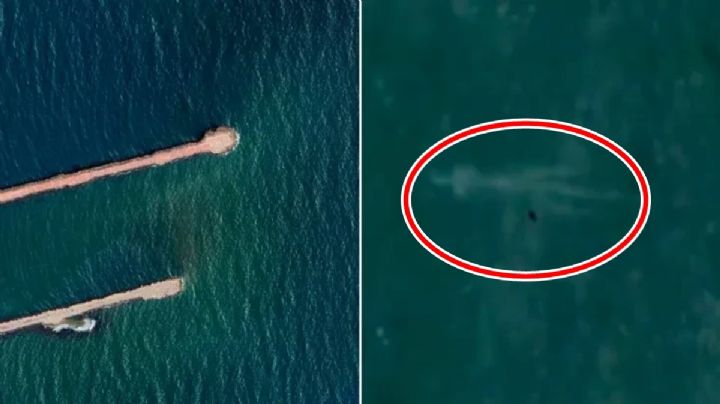 VIDEO: ¿Qué sabe el supuesto "monstruo marino" captado en Tamaulipas?