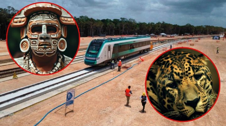 Tren Maya es acusado de ecocidio y etnocidio: ¿Qué significa eso?