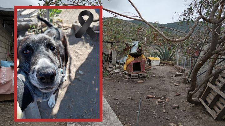Allanan refugio de perritos y matan al más viejito, se llamaba Cruzito, en la Reforma