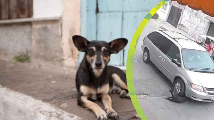 Atropellan brutalmente a lomito en la Reforma; hasta centraron el carro | VIDEO