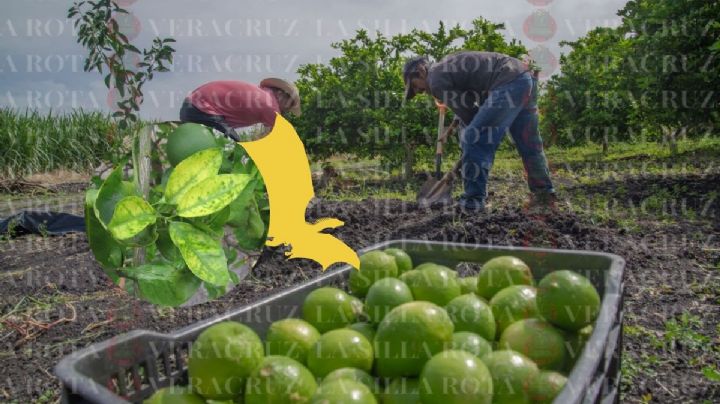 ¿Qué es el Dragón Amarillo? Plaga que preocupa a citricultores de Veracruz