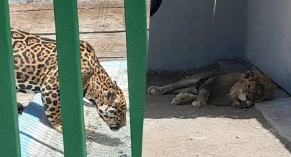 FOTOS| Clausuran rancho en Nuevo León, exhibía leones, jaguares y jabalíes