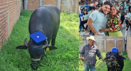 FOTOS| Carlos se graduó de la prepa y su familia le regaló un búfalo; quiere ser veterinario