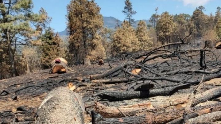 Tala clandestina acaba con 400 árboles diarios en Tlalpan, documenta alcaldía