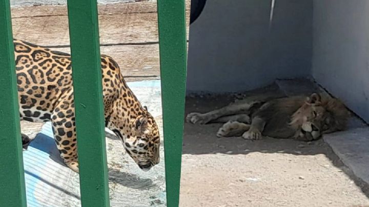 FOTOS| Clausuran rancho en Nuevo León, exhibía leones, jaguares y jabalíes