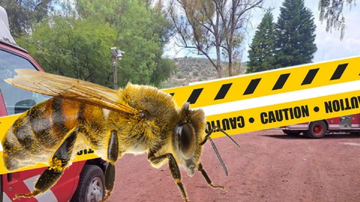 ¡Abejas asesinas! muere adulto mayor por ataque de enjambre en Hidalgo