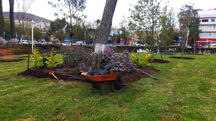 Empieza la siembra de más de 200 jacarandas en este jardín de Pachuca