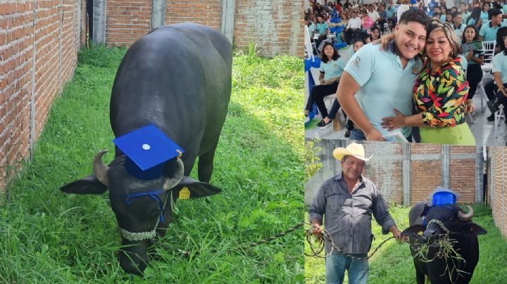 FOTOS| Carlos se graduó de la prepa y su familia le regaló un búfalo; quiere ser veterinario