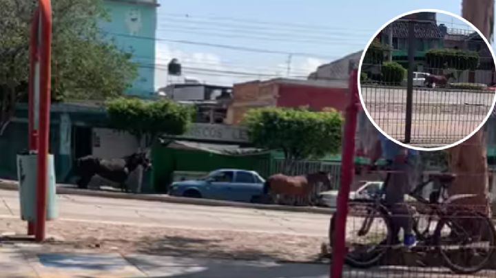 VIDEO | ¡Arre en San Juan Bosco!, captan a 2 caballos corriendo sueltos