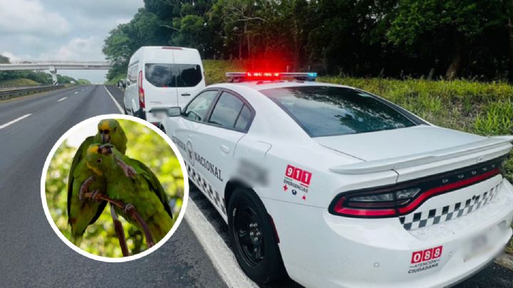 Detienen a 2 por tráfico de aves en peligro de extinción en el sur de Veracruz