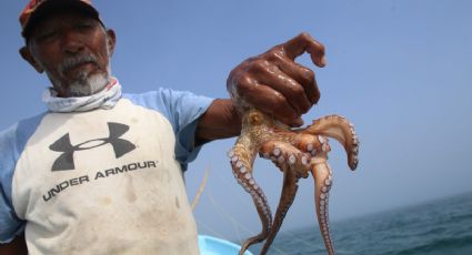 Inicia la veda de pulpo en aguas de Veracruz, ¿hasta cuándo?