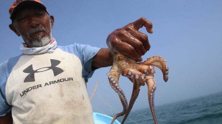 Inicia la veda de pulpo en aguas de Veracruz, ¿hasta cuándo?
