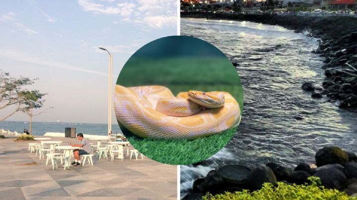 ¿Qué hacer si te encuentras una serpiente en las escolleras de Boca del Río?