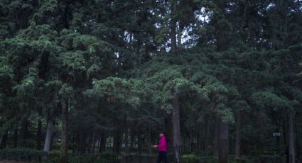 Tlalpan va contra la tala ilegal de árboles en San Miguel Topilejo y el Ajusco