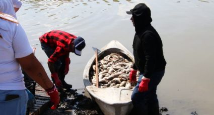 Exigen a Conagua pagar toneladas de peces muertos de la Presa Requena
