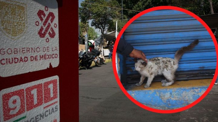 Bomberos rescatan a gato atrapado entre dos paredes en Azcapotzalco