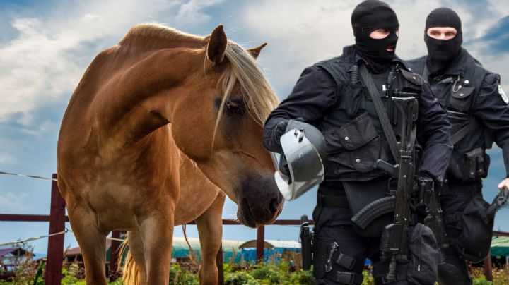 Rescatan a 10 caballos en estado de desnutrición en Tula