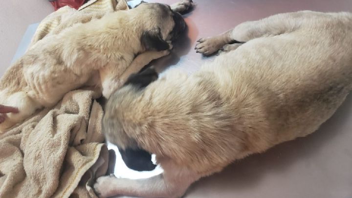 Infestados de garrapatas y agonizando, así rescató Jesús Vázquez a 2 pugs