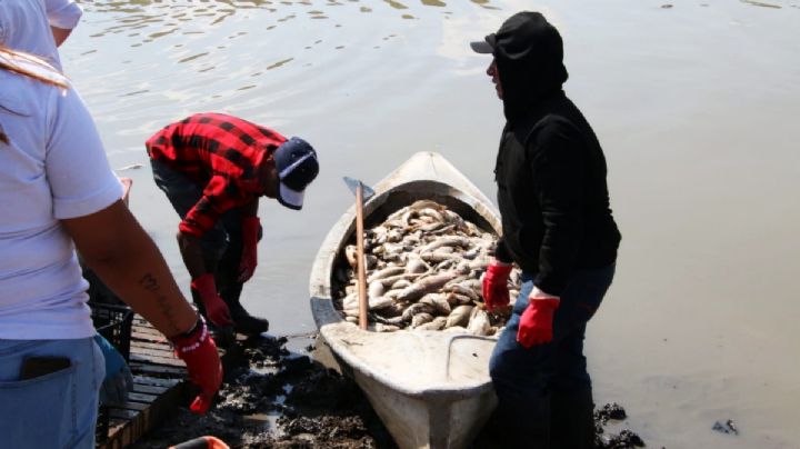 Exigen a Conagua pagar toneladas de peces muertos de la Presa Requena