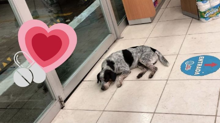 Farmacia de Veracruz resguarda a cachorro perdido y se lleva las palmas de usuarios