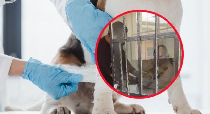 Captan a veterinario maltratando a perrito en campaña de esterilización | VIDEO