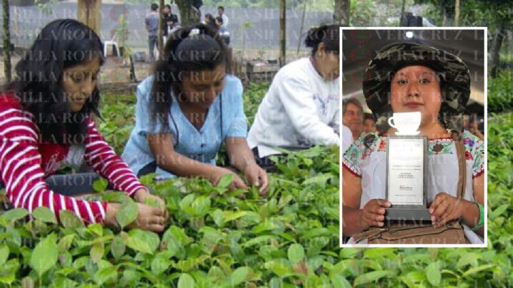 Este fue el café más rico de Veracruz, según expertos