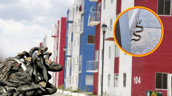 Detectan nido de serpientes en Chavarría; ¿ha habido ataques? | FOTOS