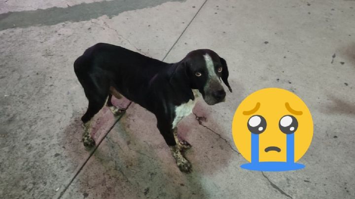 Perrito espera fuera de hospital a su dueño fallecido en IMSS de Veracruz