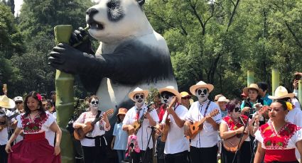 VIDEO | Jirafas, leones y ajolotes desfilan por centenario de zoológico de Chapultepec