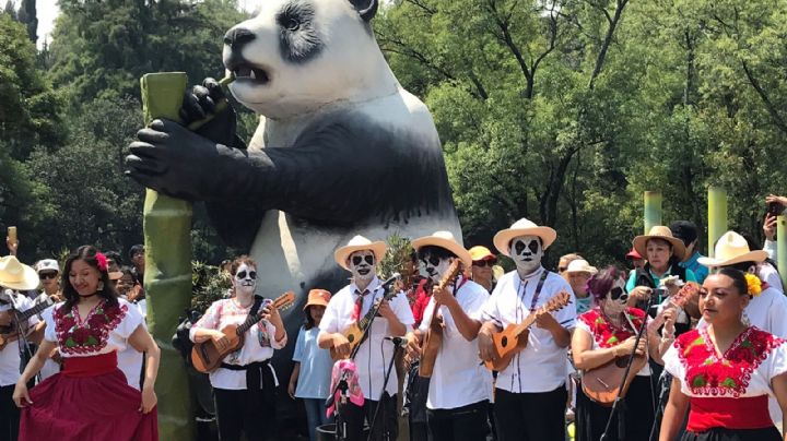 VIDEO | Jirafas, leones y ajolotes desfilan por centenario de zoológico de Chapultepec