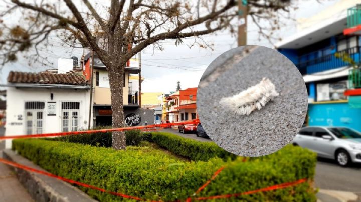 Llueven gusanos en Xalapa. Esto se sabe