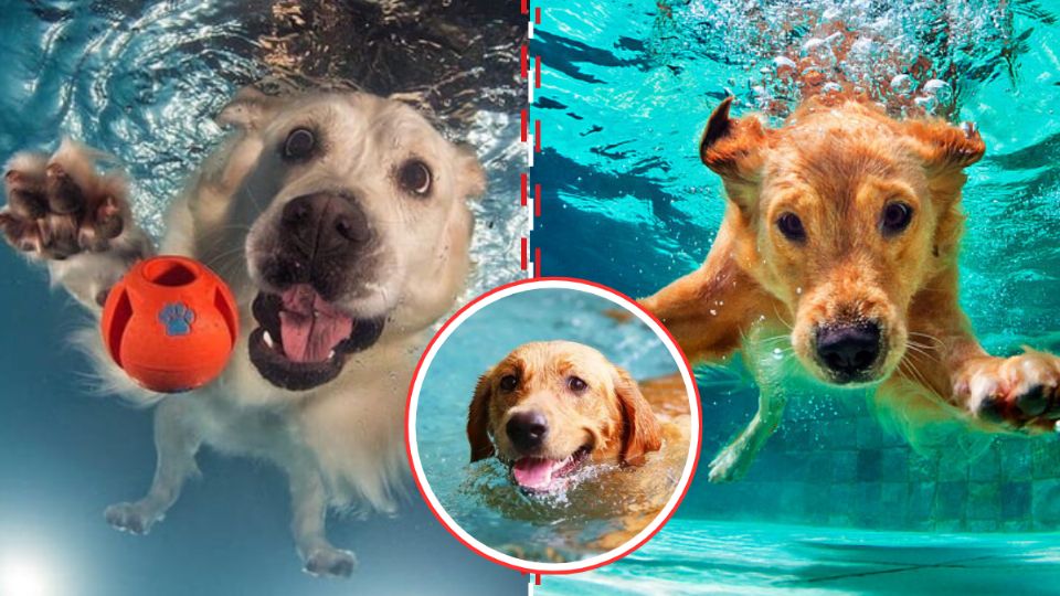 AquatiKan: El Balneario de Lujo para tus Perros