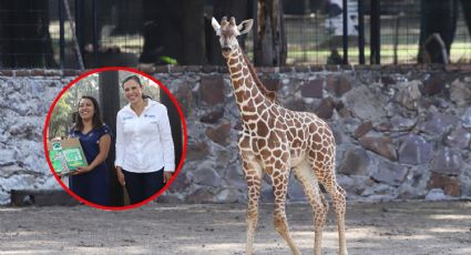 Hope, la tierna bebé jirafa que puedes conocer totalmente gratis en León