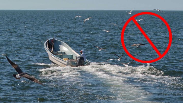 Veda de robalo en Veracruz: Estos son los municipios y sanciones