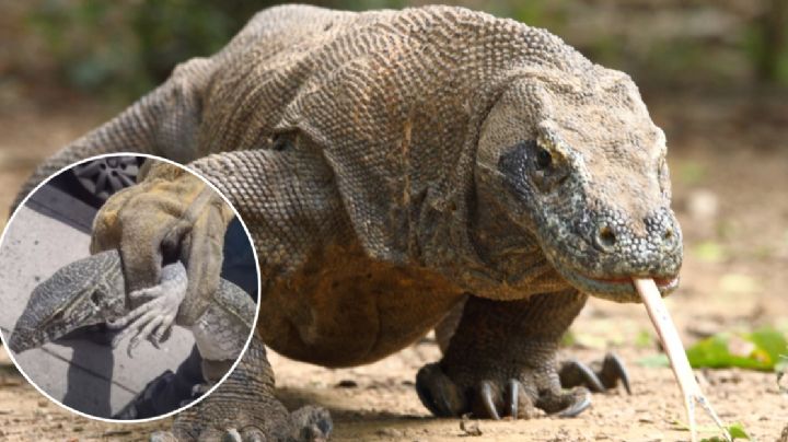 Capturan en Celaya a dragón de Komodo que se paseaba en la calle