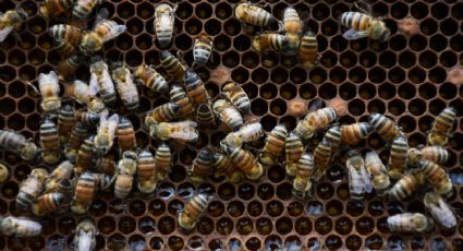 Así puedes reportar enjambres y panales de abejas en Veracruz