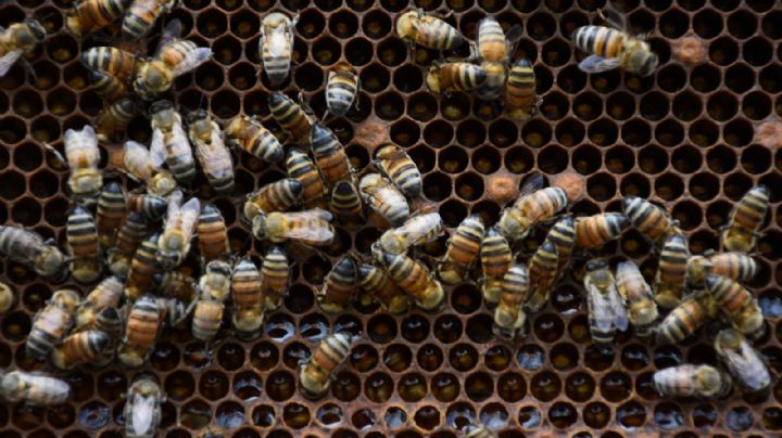 Así puedes reportar enjambres y panales de abejas en Veracruz