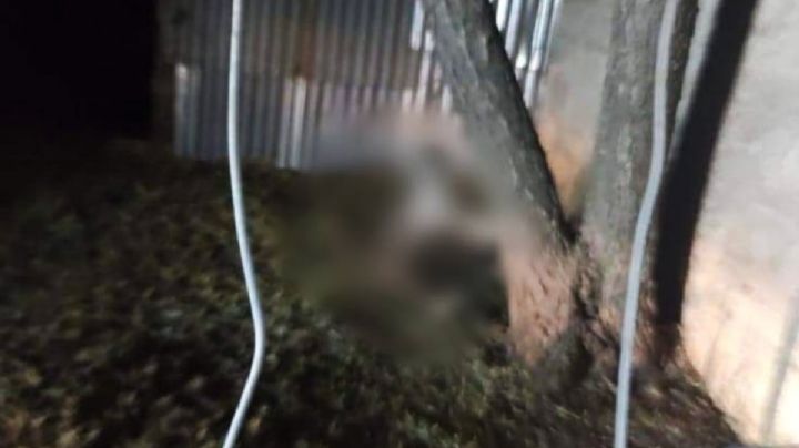 ¡Con los michis no! Cuelgan de árbol a un gato en Atotonilco El Grande