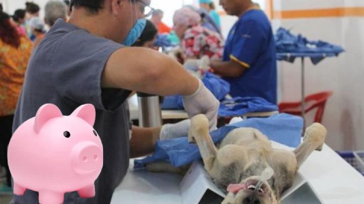 Así reunieron dinero para esterilizar callejeritos en Real del Monte